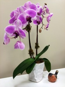 Orchid & Bird