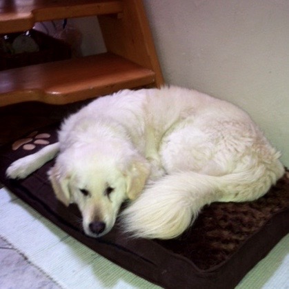 Dog on Mat